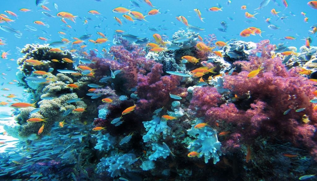 Les îles au secours des récifs coralliens