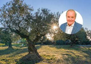Maldonado, experto de Meteored: "el polen de olivos y gramíneas podría mantenerse en niveles elevados hasta julio"