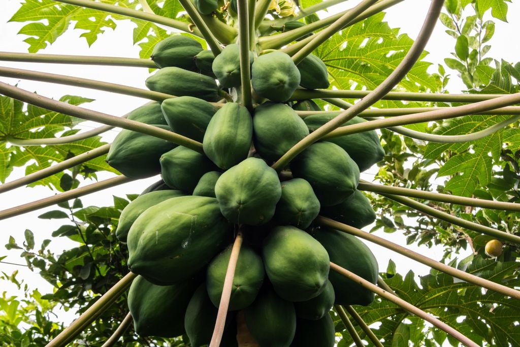 Mamãao, papaya, Brasil, Europa