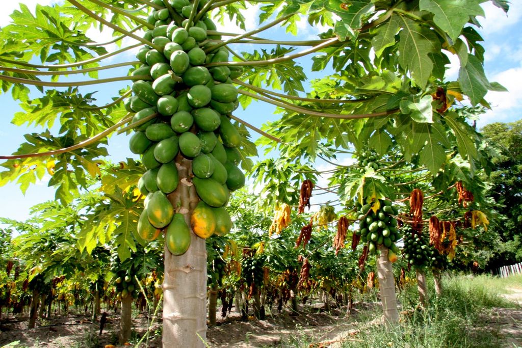 Brasil, papaya