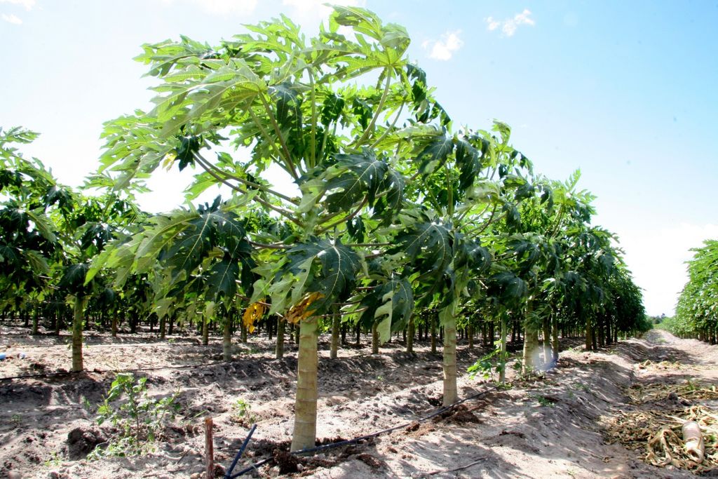 Bahia, Brasil, mamão
