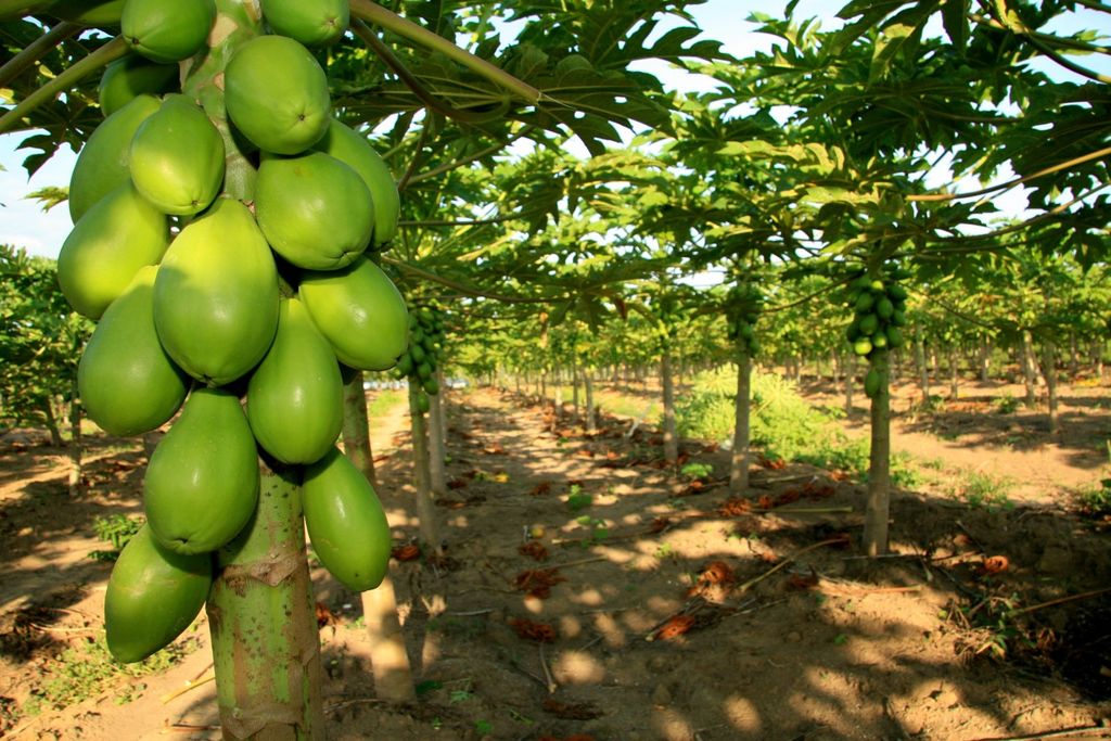 Sustentável, praticas agrícolas