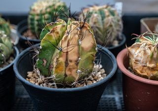 Manchas y parches secos en tus cactus: cómo revertirlos y devolverles su buena apariencia 