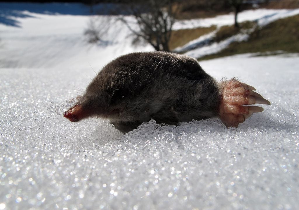 Schrumpfung, Schädel, Europäischen Maulwurf, 11 Prozent, Winter