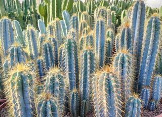 Mandacaru azul: conheça o cacto raro nativo do Nordeste Brasileiro e como cultivá-lo