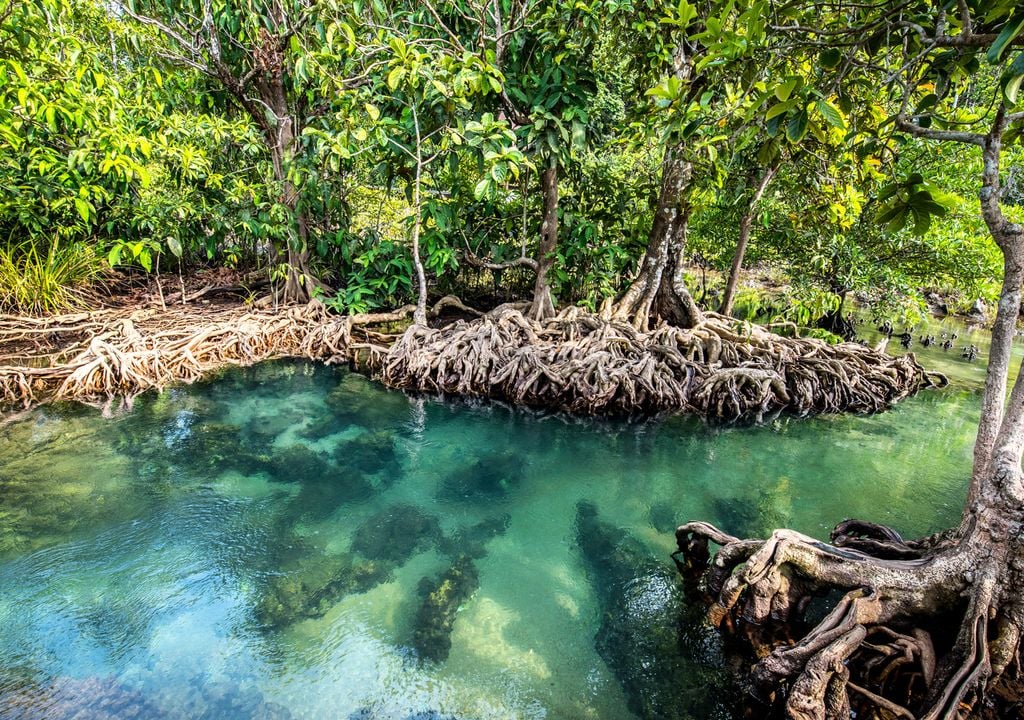 Mangroves protect people from floods in many different ways