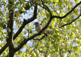 M&auml;nnliche Nachtigallen ahmen ihre Konkurrenten nach: Imitation komplexer und menschen&auml;hnlicher als erwartet