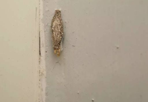Keep your home free of moths: Prevention is essential ...