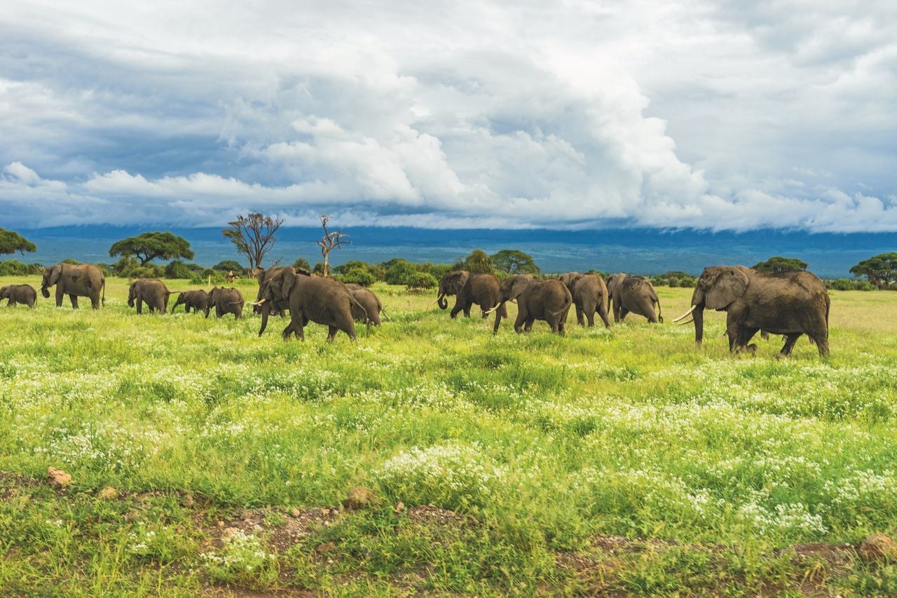 Imagen de un grupo de elefantes africanos. Crédito: Unsplash/CC0 Dominio público