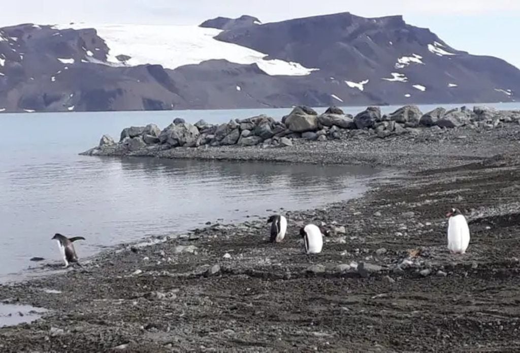 Essa é primeira vez que as áreas livres de gelo e coberturas verdes da Antártica são mensuradas - Mauricio de Almeida/ TV Brasil