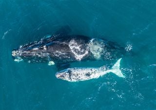 Mapping Megafauna Exposes Gaps in Ocean Conservation