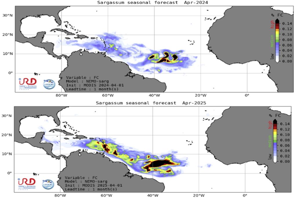 Pesquisa, ovo podre, sargaço