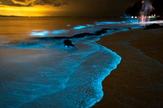 Mar de Ardura: Wspaniały bioluminescencyjny krajobraz u wybrzeży Galicji