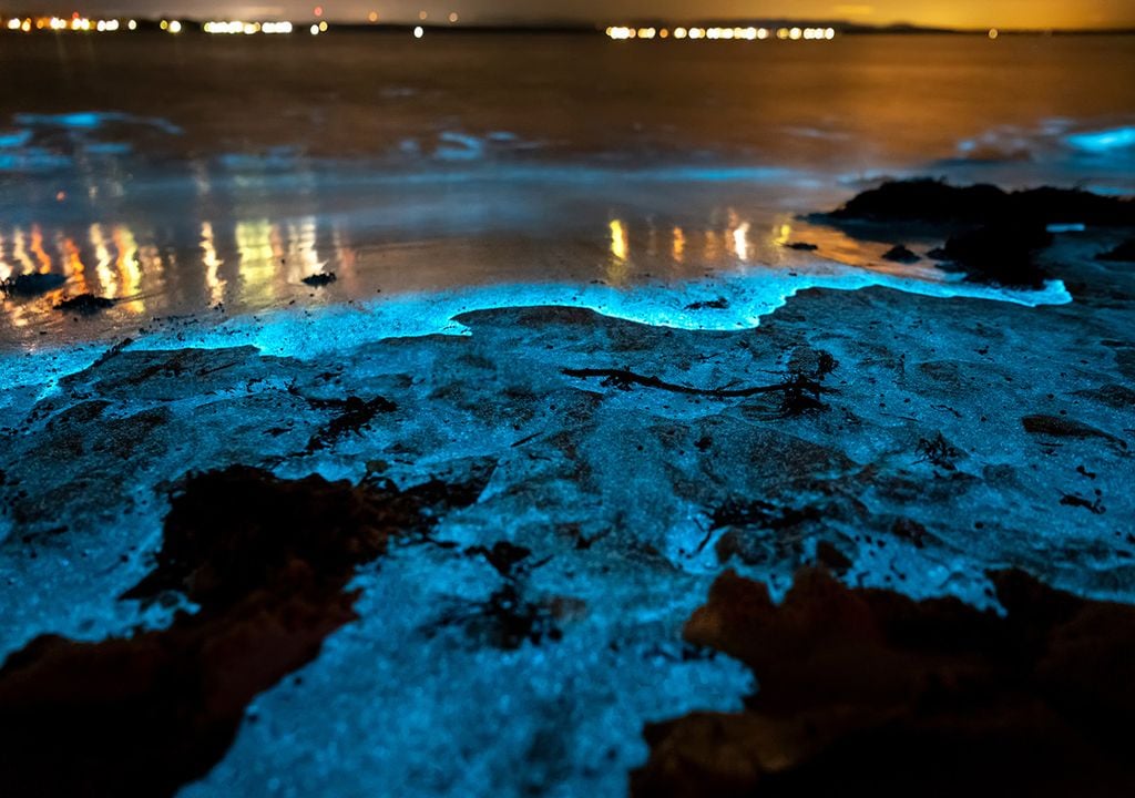 Bioluminescência Mar del Plata onda brilha na escuridão noctilucas maré vermelha