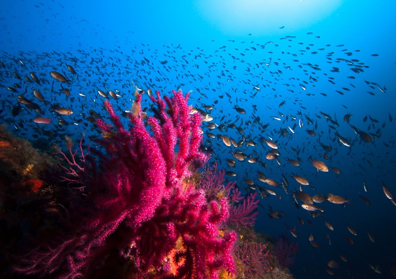 Le condizioni meteo marine e le acque calde del Mediterraneo potrebbero favorire l'insediamento di specie aliene invasive e di pesci tipici delle aree tropicali