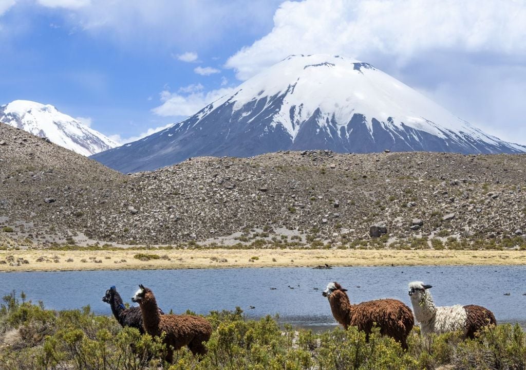 Parque Nacional Lauca Parque Nacional Lauca