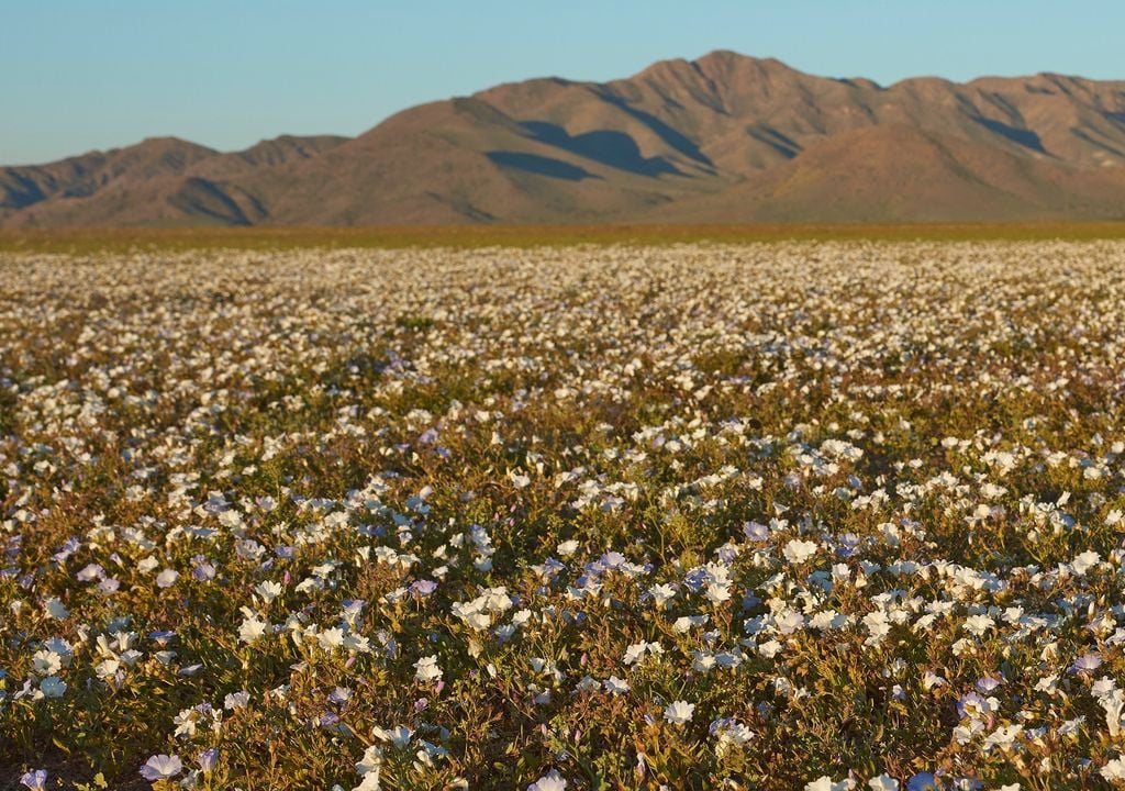 Atacama con flores