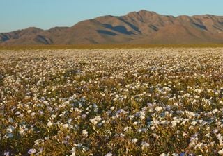 Sta per iniziare la spettacolare fioritura del deserto più arido del mondo