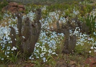 Podrían florecer plantas en el desierto de Atacama el más árido del mundo