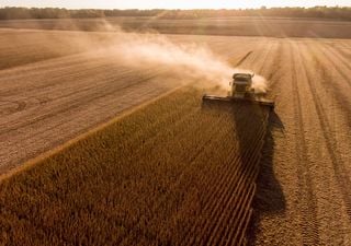 Marcada por los bajos rendimientos y castigada por la chicharrita, la cosecha gruesa toma ritmo en su tramo final