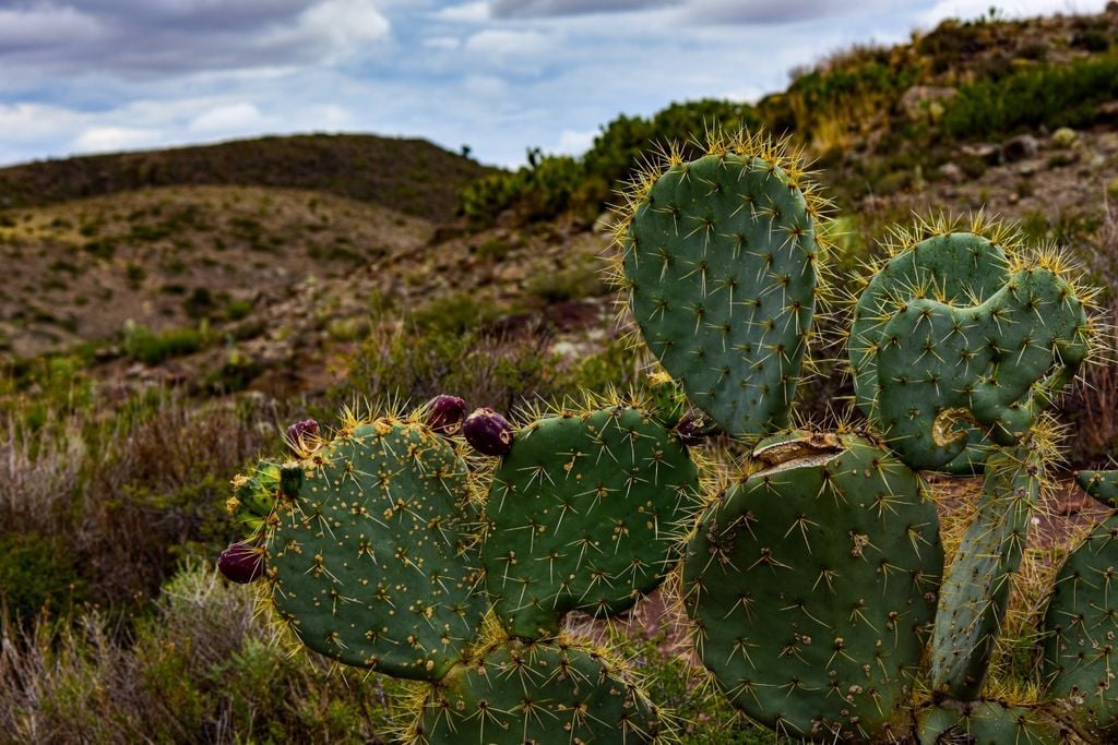 Nopal, Mexico, Brasil