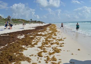 Maré de sargaço invade praias das Caraíbas