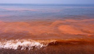 Marea roja: qu&eacute; es, c&oacute;mo impacta la salud y econom&iacute;a, y cu&aacute;ndo ocurre en el Pac&iacute;fico, Caribe y Golfo de M&eacute;xico