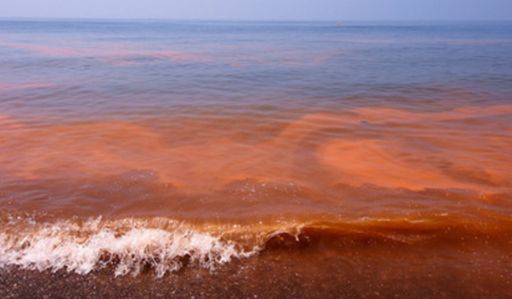 Marea roja: qu&eacute; es, c&oacute;mo impacta la salud y econom&iacute;a, y cu&aacute;ndo ocurre en el Pac&iacute;fico, Caribe y Golfo de M&eacute;xico