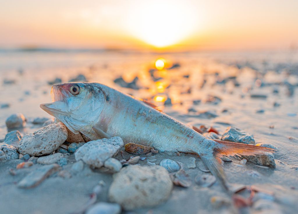 Marée rouge Floride poissons morts