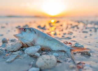 "Marée rouge" en Floride : les poissons décimés, les humains en danger ?