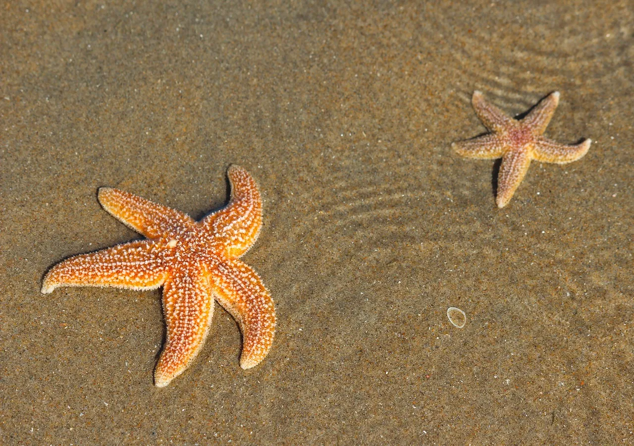 Marine heatwaves could wipe out all common starfish by 2100