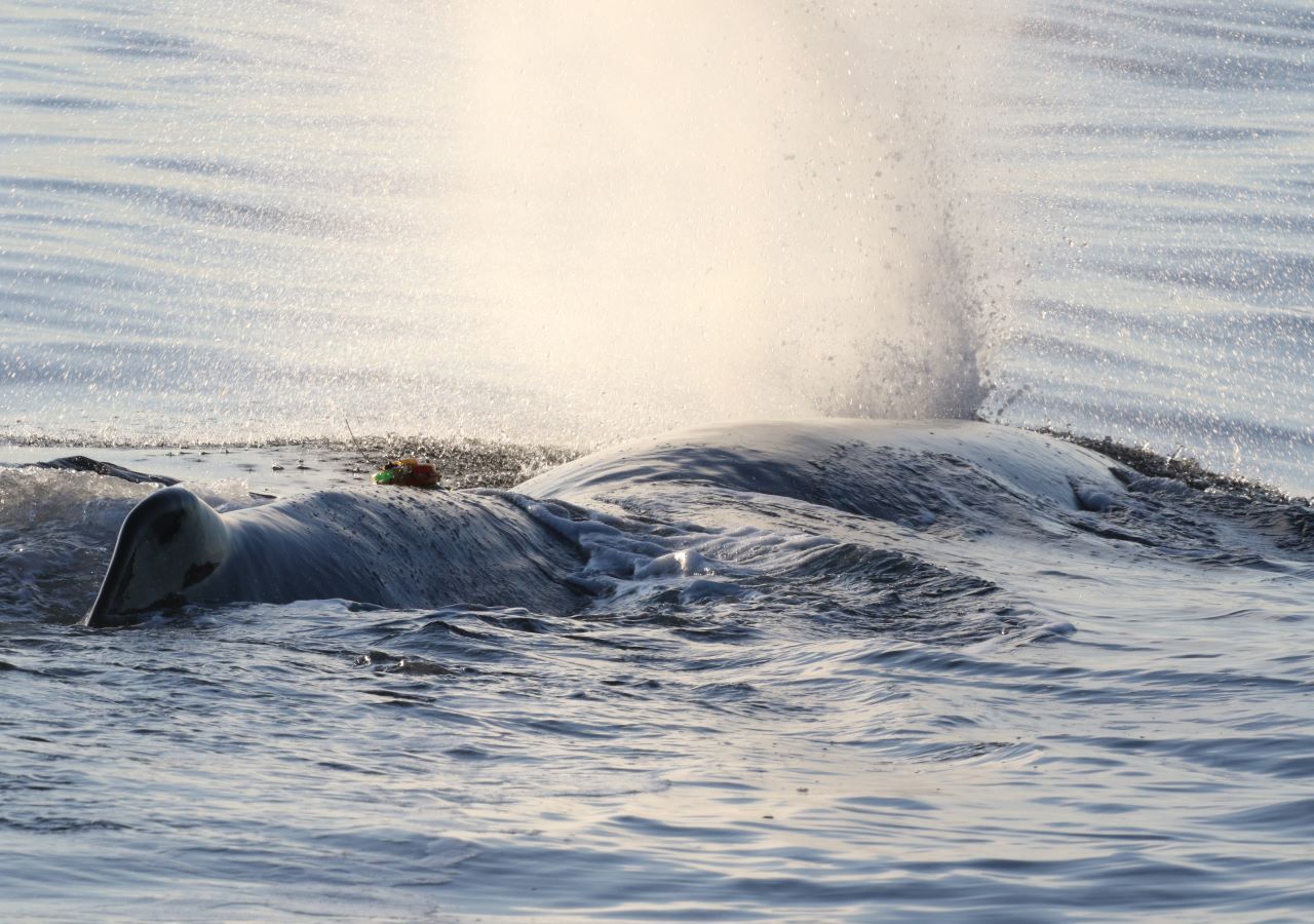 Marine life under threat from underwater noise pollution