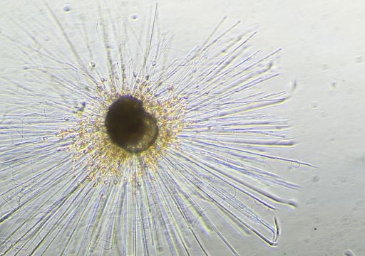 Los Científicos Han Creado Un Gemelo Digital De La Tierra Para