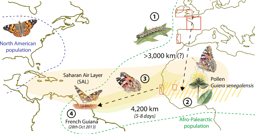 A graph summarizing the potential hatching areas and dispersal path of a swarm of V. cardui butterflies across the Atlantic Ocean, from West Africa to South America, via a non-stop flight of at least 4,200 km over 5–8 days. The total flight distance for these individuals could be as much as 7,000 km if they evolved in Western Europe. Butterfly illustrations by Blanca Marti. Suchan T et al., Nature Communications. doi: doi.org/10.1038/s41467-024-49079-2