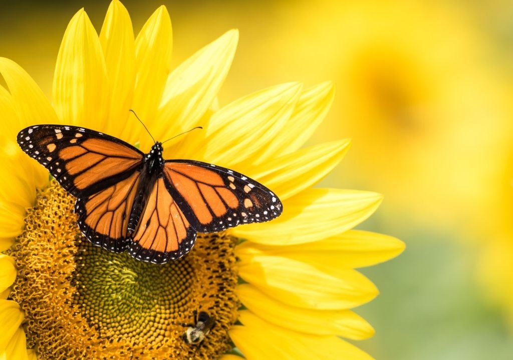 mariposa, monarca, peligro, extinción