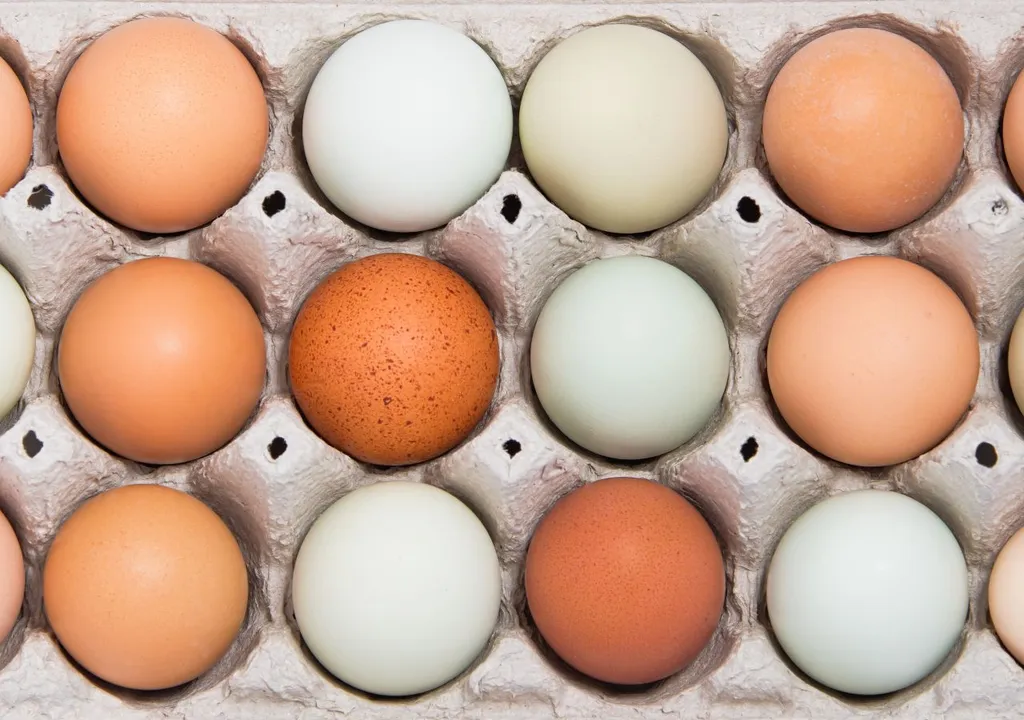 huevo, color, gallina