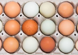 Castanho ou branco: qual é o melhor ovo de galinha?
