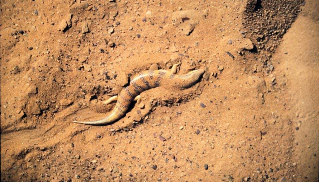 Durch schnelle Schlängelbewegungen können sich Sandfische in kürzester Zeit eingraben. Durch schnelle Schlängelbewegungen können sich Sandfische in kürzester Zeit eingraben. Bild: Heribertus2/Wikimedia Commons/CC BY-SA 4.0