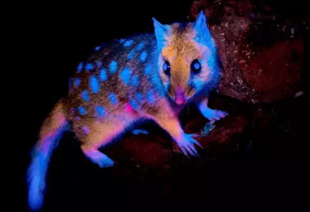 Marsupial que 'brilha' no escuro é fotografado pela primeira vez em floresta na Tasmânia. Crédito: Ben Alldridge