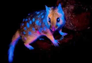 Marsupial que brilha no escuro é fotografado pela primeira vez na natureza 