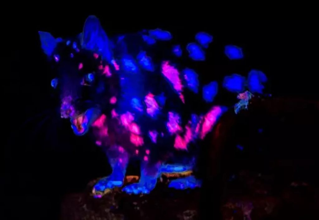 Registro mostra espécie brilhando no escuro Foto: Ben Alldridge