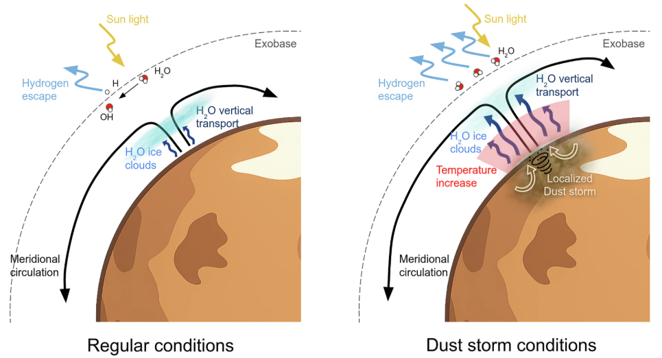 Esquema que ilustra la respuesta atmosférica a una tormenta de polvo localizada en el hemisferio norte durante el verano local. Las altas cargas de polvo aumentan significativamente la absorción de la radiación solar, lo que provoca un mayor calentamiento atmosférico, especialmente en la atmósfera media. Esta respuesta térmica, a su vez, afecta la capa de nubes de hielo de agua, que se extiende más verticalmente y se vuelve menos opaca debido a la menor condensación del vapor de agua. Además, la mayor circulación atmosférica asociada a la tormenta de polvo refuerza el transporte vertical de vapor de agua desde la atmósfera inferior, lo que favorece la inyección de agua a mayores altitudes y mejora el escape de hidrógeno en la exobase. Fuente: Adrián Brines et al, Commun Earth Environ 2026, https://doi.org/10.1038/s43247-025-03157-5