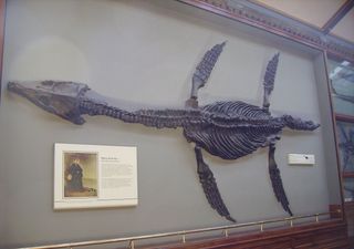 Mary Anning, a "Princesa da Paleontologia": conheça os seus incríveis contributos para a ciência que estuda os fósseis