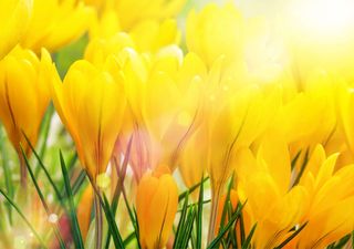 März weiter auf Wärmekurs: Bald schon der erste Sommertag?