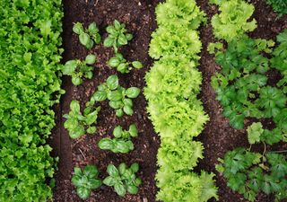 Marzo, el mes ideal para reiniciar tu huerta: qué sembrar para tener verduras y aromáticas frescas, incluso en maceta