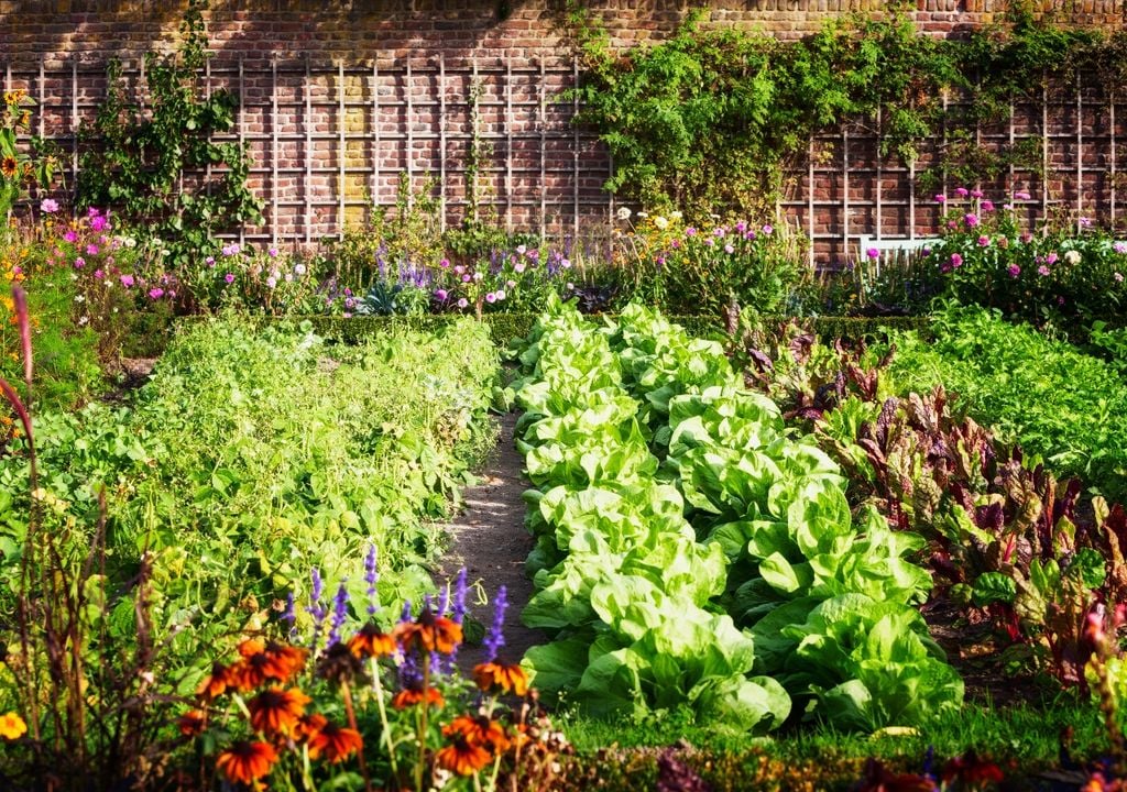 Hojas tiernas que agradecen el aire fresco y crecen mejor cuando el calor extremo queda atrás.