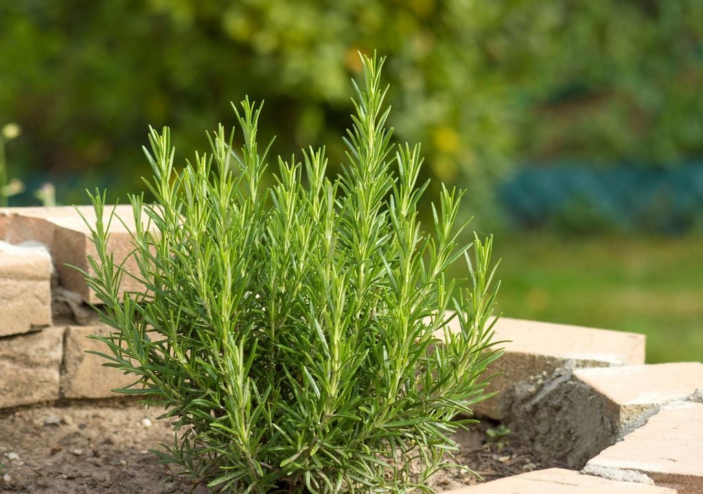 Resistentes y rústicas, ideales para balcones con buena luz durante el otoño.