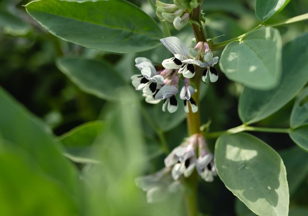 Las siembras directas de raíces y legumbres aprovechan la humedad residual y fortalecen el suelo para la próxima estación.