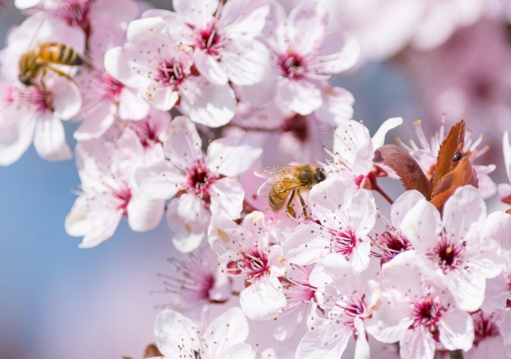 Il pericolo principale del caldo anomalo è legato al risveglio anticipato della vegetazione, poiché un eventuale ritorno del freddo nel mese di aprile troverebbe le colture in una fase di fioritura avanzata, esponendole a danni potenzialmente irreversibili.