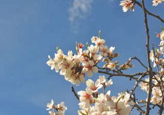 Marzo, quando inizia la primavera?